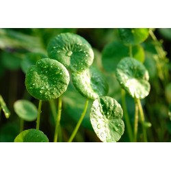 泰国干积雪草(Centella Asiatica)