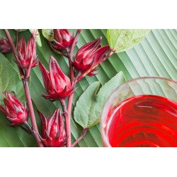 Sorrel de Jamaïque séché de Thaïlande