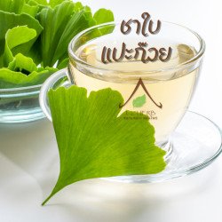 Ginkgo biloba séché de Thaïlande