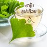 Ginkgo biloba séché de Thaïlande