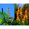 Poudre de Candletree de Thaïlande (Cassia alata )