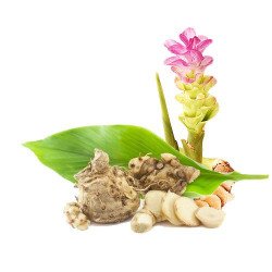 Poudre de Curcuma Comosa 100% Organique de Thaïlande