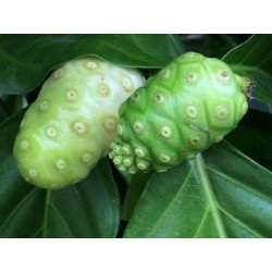 Noni Sec Bio - Thaïlande